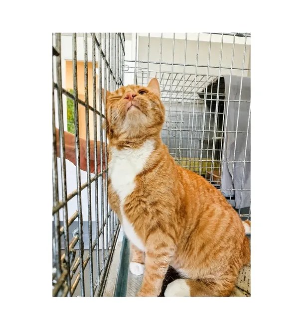 Kot do adopcji, Wrocław, 6 maja 2026