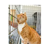 Kot do adopcji
