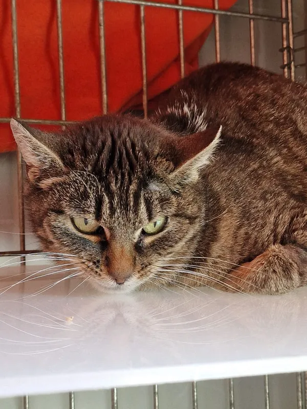 Kot do adopcji, Wrocław, 6 maja 2026