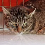Kot do adopcji