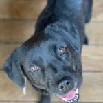 Pies do adopcji