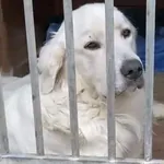 Pies do adopcji