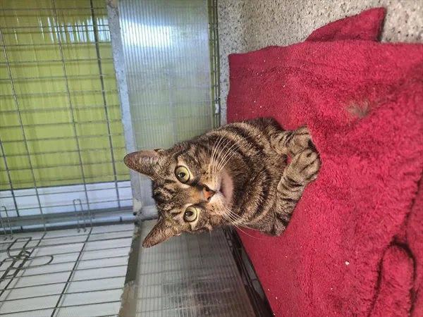 Kot do adopcji, Racibórz, 22 maja 2026