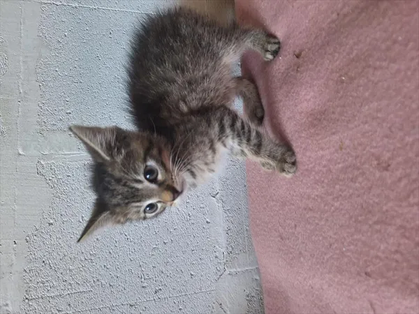 Kot do adopcji, Racibórz, 12 maja 2026