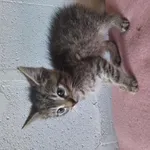 Kot do adopcji