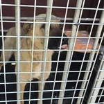 Pies do adopcji