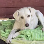 Pies do adopcji
