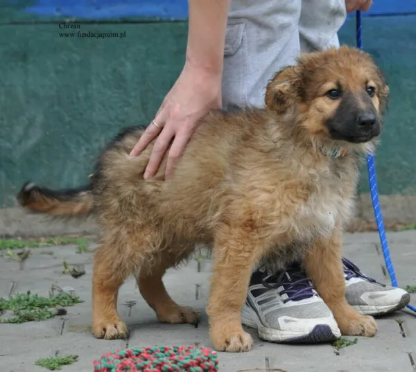 Pies do adopcji, Nowy Dwór Mazowiecki, 26 maja 2026 (5/5)