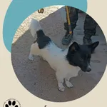 Znaleziono psa