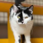 Kot do adopcji