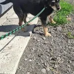 Pies do adopcji