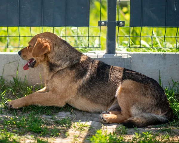 Pies do adopcji, Racławice, 26 maja 2026 (1/5)