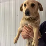 Pies do adopcji