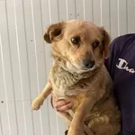 Pies do adopcji