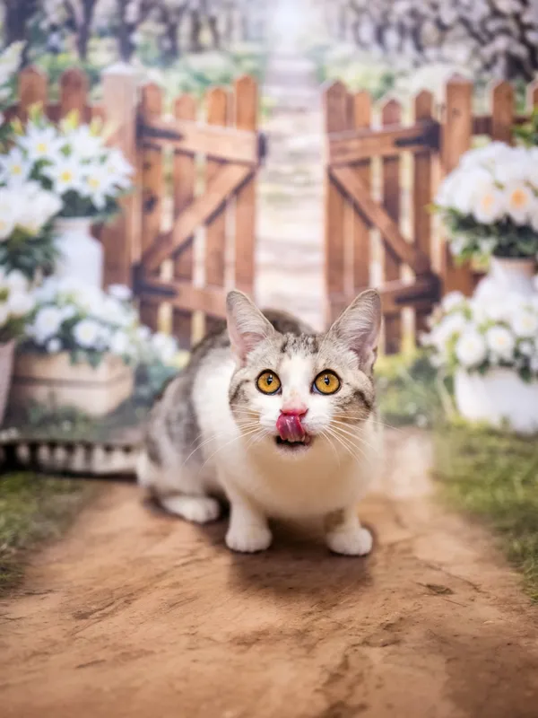 Znaleziono kota, Sosnowiec, 24 maja 2026 (1/5)