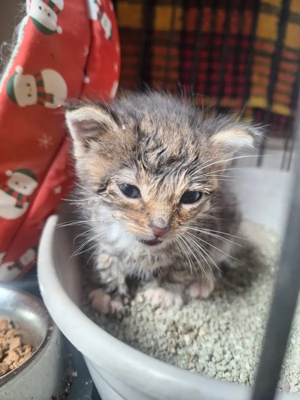 Kot do adopcji, Orzechowce, 28 maja 2026 (1/3)