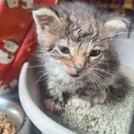 Kot do adopcji