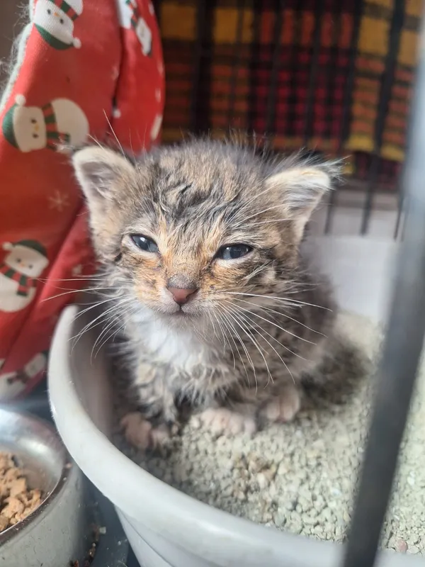 Kot do adopcji, Orzechowce, 28 maja 2026 (2/3)