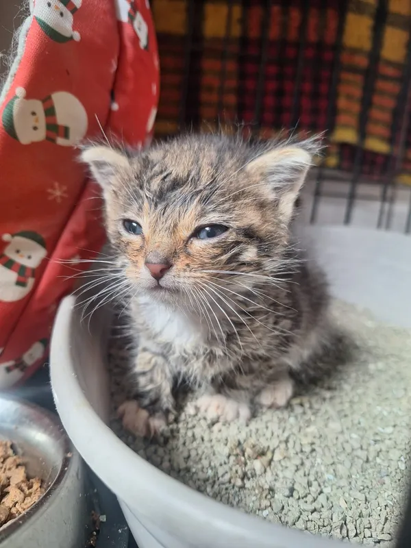Kot do adopcji, Orzechowce, 28 maja 2026 (3/3)