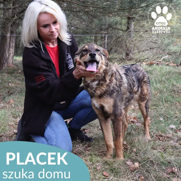 Pies do adopcji, Dąbrówka, 28 maja 2026 (3/5)