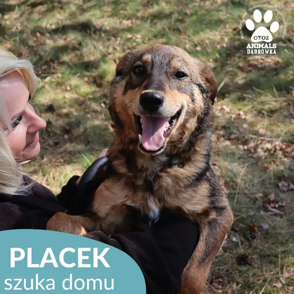 Pies do adopcji, Dąbrówka, 28 maja 2026 (4/5)