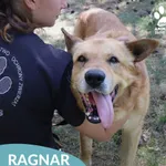 Pies do adopcji