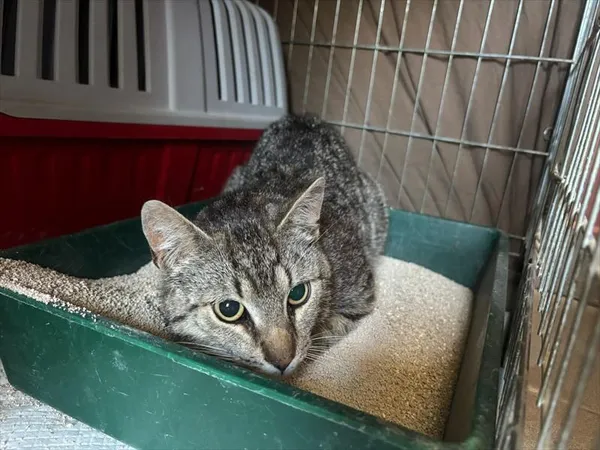 Kot do adopcji, Choszczno, 27 maja 2026