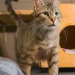 Kot do adopcji