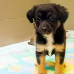 Pies do adopcji