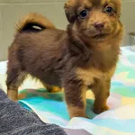 Pies do adopcji