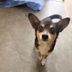 Pies do adopcji