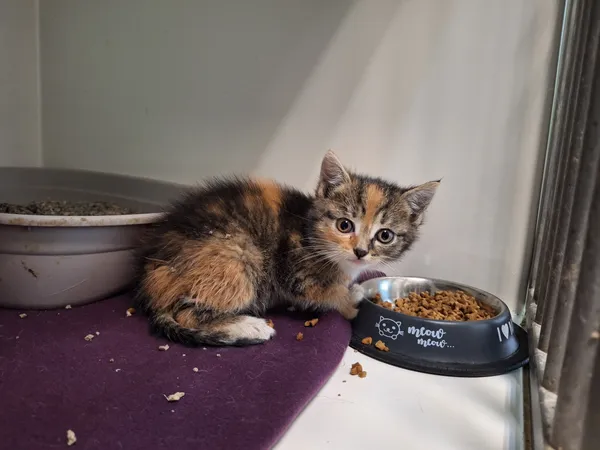 Kot do adopcji, Orzechowce, 31 maja 2026 (1/2)