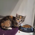 Kot do adopcji