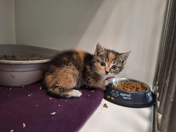 Kot do adopcji, Orzechowce, 31 maja 2026 (2/2)