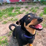 Pies do adopcji