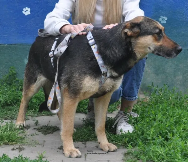 Pies do adopcji, Nowy Dwór Mazowiecki, 1 czerwca 2026 (3/5)