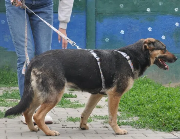 Pies do adopcji, Nowy Dwór Mazowiecki, 1 czerwca 2026 (5/5)