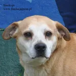 Pies do adopcji