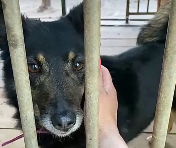 Pies do adopcji, Głowno, 31 maja 2026 (2/4)