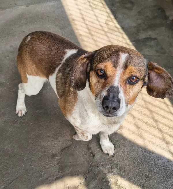 Pies do adopcji, Racibórz, 19 maja 2026