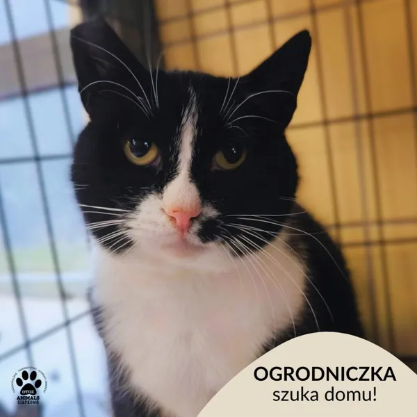 Kot do adopcji, Gdynia, 1 czerwca 2026 (1/5)