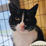 Kot do adopcji