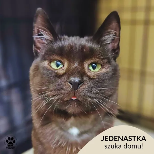 Kot do adopcji, Gdynia, 1 czerwca 2026 (1/5)