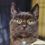 Kot do adopcji