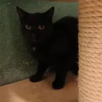 Kot do adopcji