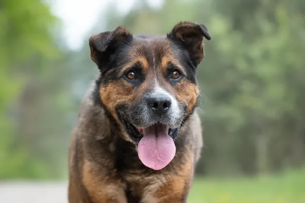 Pies do adopcji, Nowodwór, 31 maja 2026 (1/5)