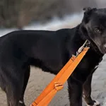 Znaleziono psa