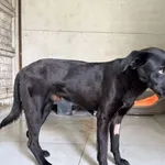 Pies do adopcji