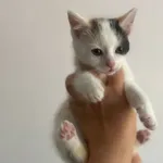 Kot do adopcji