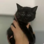 Kot do adopcji